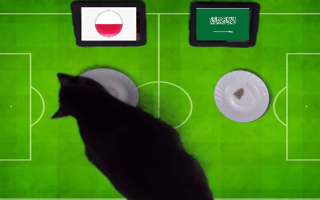 Tiên tri mèo Cass dự đoán Ba Lan vs Saudi Arabia, 20h ngày 26/11 - Ảnh 2